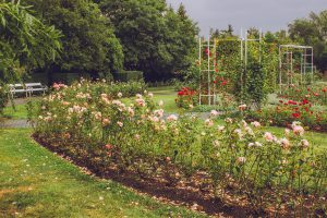 Сад роз в Праге