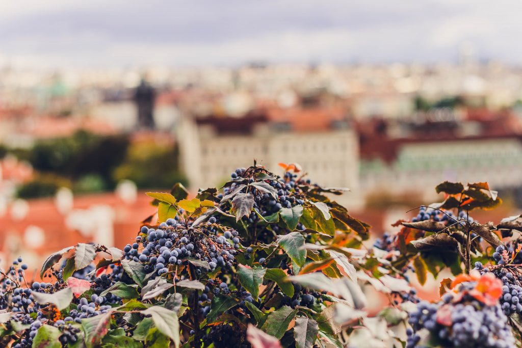 Осенние сады Праги