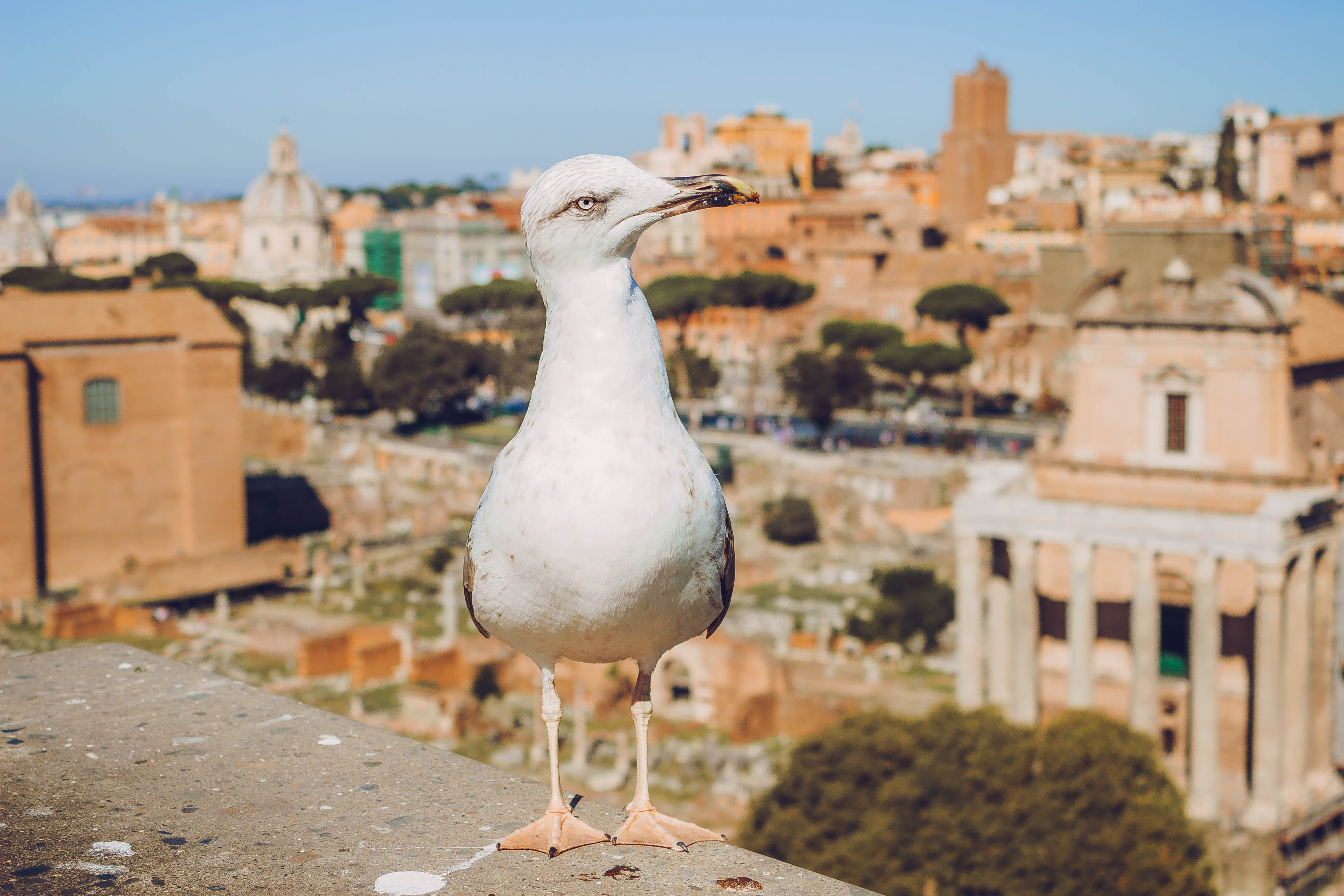 Вид на Рим и чайка