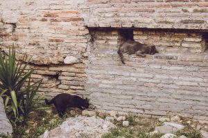 Коты Рима