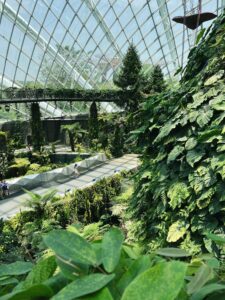ропический лес в Cloud Forest