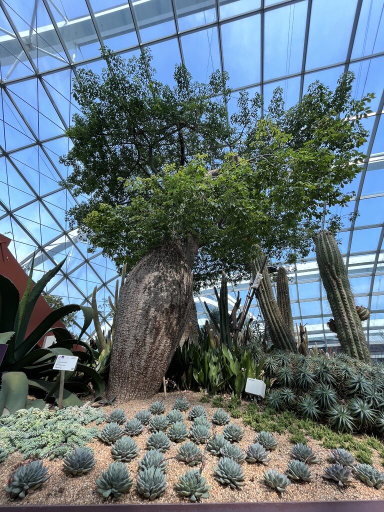 Flower Dome в Gardens by the Bay