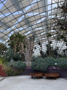 Растения со всего мира в Flower Dome