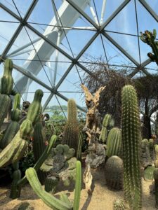 Растения со всего мира в Flower Dome