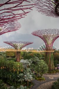 Supertree Grove в Сингапуре